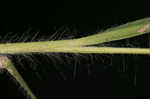 Starved panicgrass